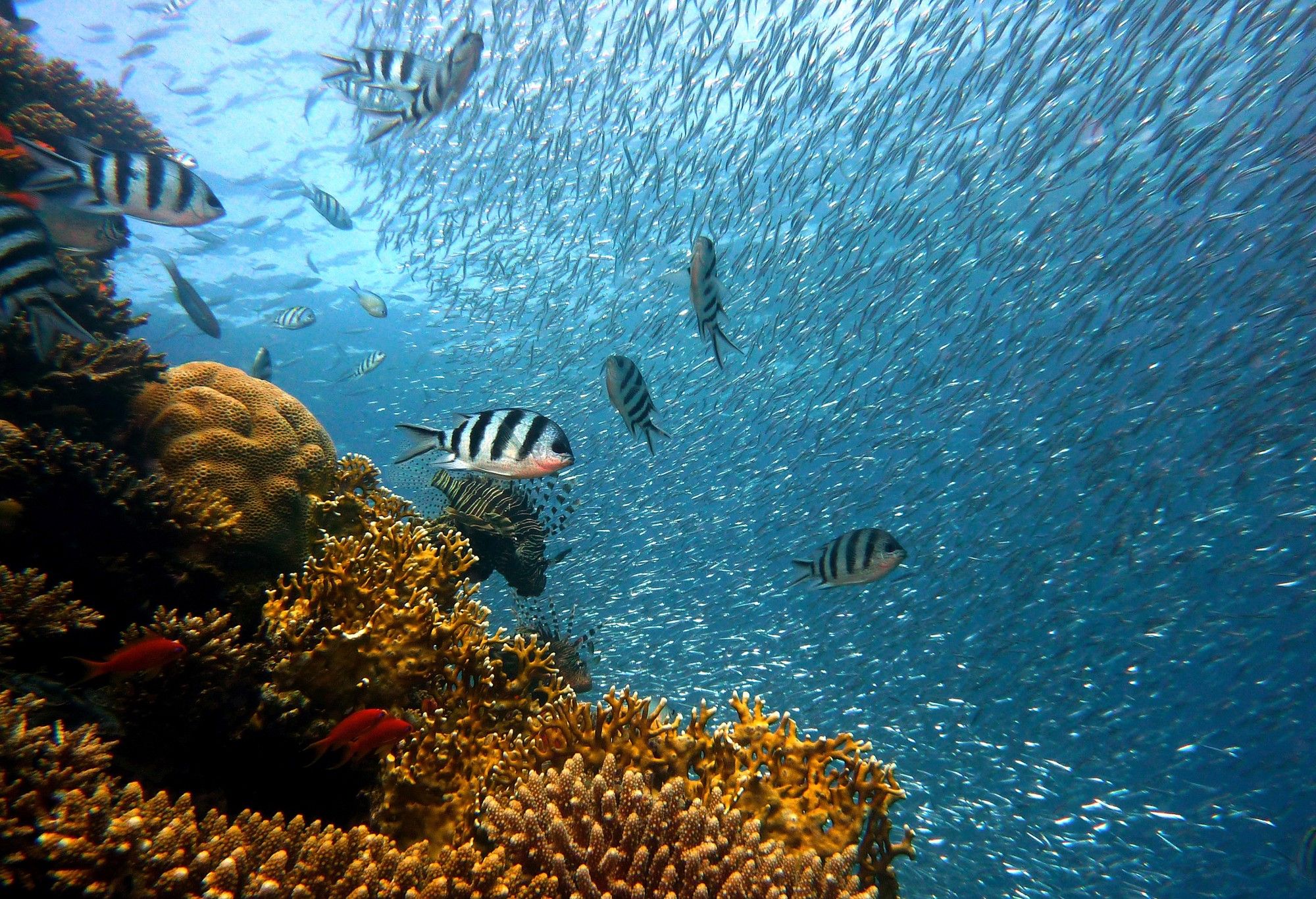 coral_reefs